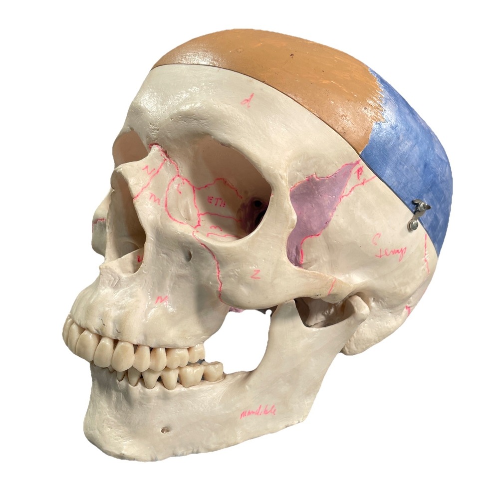 3B Scientific Anatomical A22 Classic Human Skull Model Opening Lower Jaw Doctor
